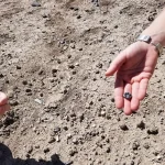 Odkryto nowy gatunek Australopithecus, który współistniał z pierwszymi przedstawicielami rodzaju Homo