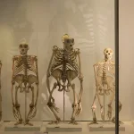 Dwie duże zmiany w miednicy ludzkiej pozwoliły naszym przodkom chodzić w pozycji wyprostowanej