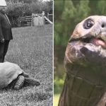 Jonathan, najstarszy żółw świata, który ma 192 lata i mieszka w Santa Elena