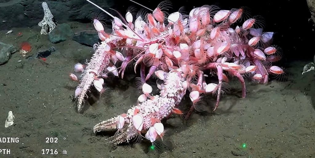 Ekspedycja pod powierzchnią oceanu przeniosła się do Urugwaju