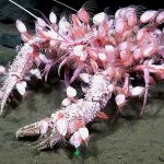 Ekspedycja pod powierzchnią oceanu przeniosła się do Urugwaju