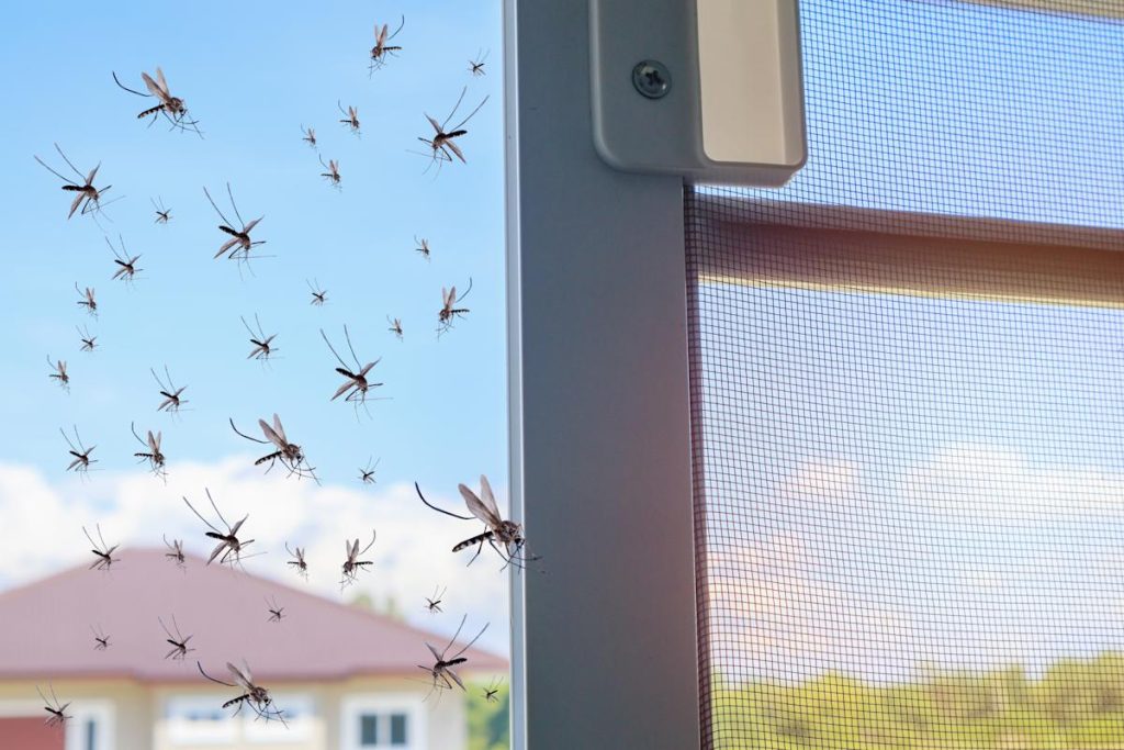 Chiny wypuściły na ulice tysiące komarów. Wydaje się to bez sensu, ale Hiszpania również to zrobiła.