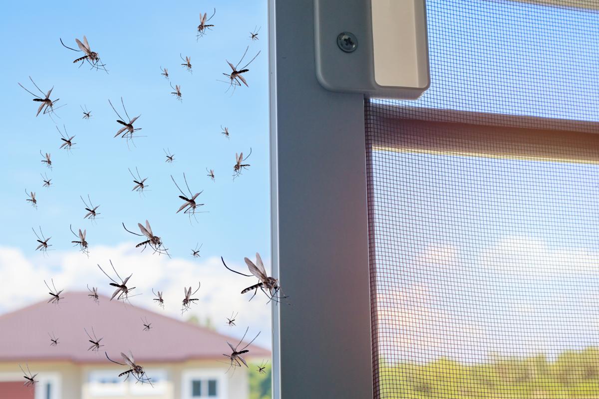 Chiny wypuściły na ulice tysiące komarów. Wydaje się to bez sensu, ale Hiszpania również to zrobiła.