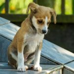 Oto, co czują psy porzucone przez właścicieli, według UNAM