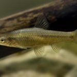 Próbują powstrzymać rozprzestrzenianie się niszczycielskiego gatunku inwazyjnego z Chin w hiszpańskim zbiorniku wodnym, ale lekarstwo okazuje się gorsze od choroby.