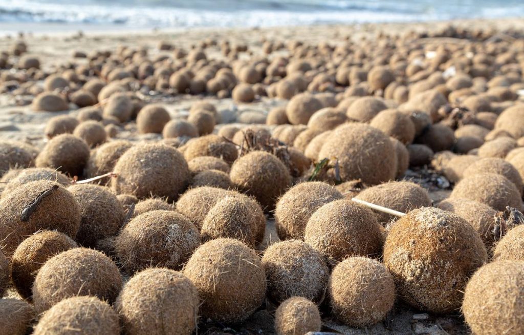 Czym są „kulki Neptuna” wypełnione plastikiem, które pojawiają się na plażach