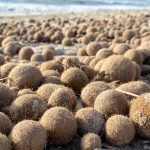 Czym są „kulki Neptuna” wypełnione plastikiem, które pojawiają się na plażach
