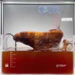 Brytyjski student tworzy modułowy bioreaktor, który hoduje biodegradowalne materiały 3D za pomocą bakterii pochodzących z odpadów organicznych