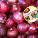 Odkryto, że skórka cebuli blokuje 99,9% promieni UV: tak działa nowa osłona roślinna, która może zrewolucjonizować panele słoneczne i zastąpić tworzywa sztuczne.
